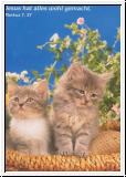 Katzen SJD1