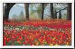 FK Tulpen 